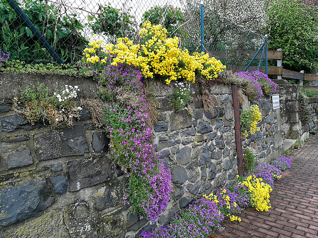 Gelb und lila farbendes Steinkraut an einer alten Mauer.