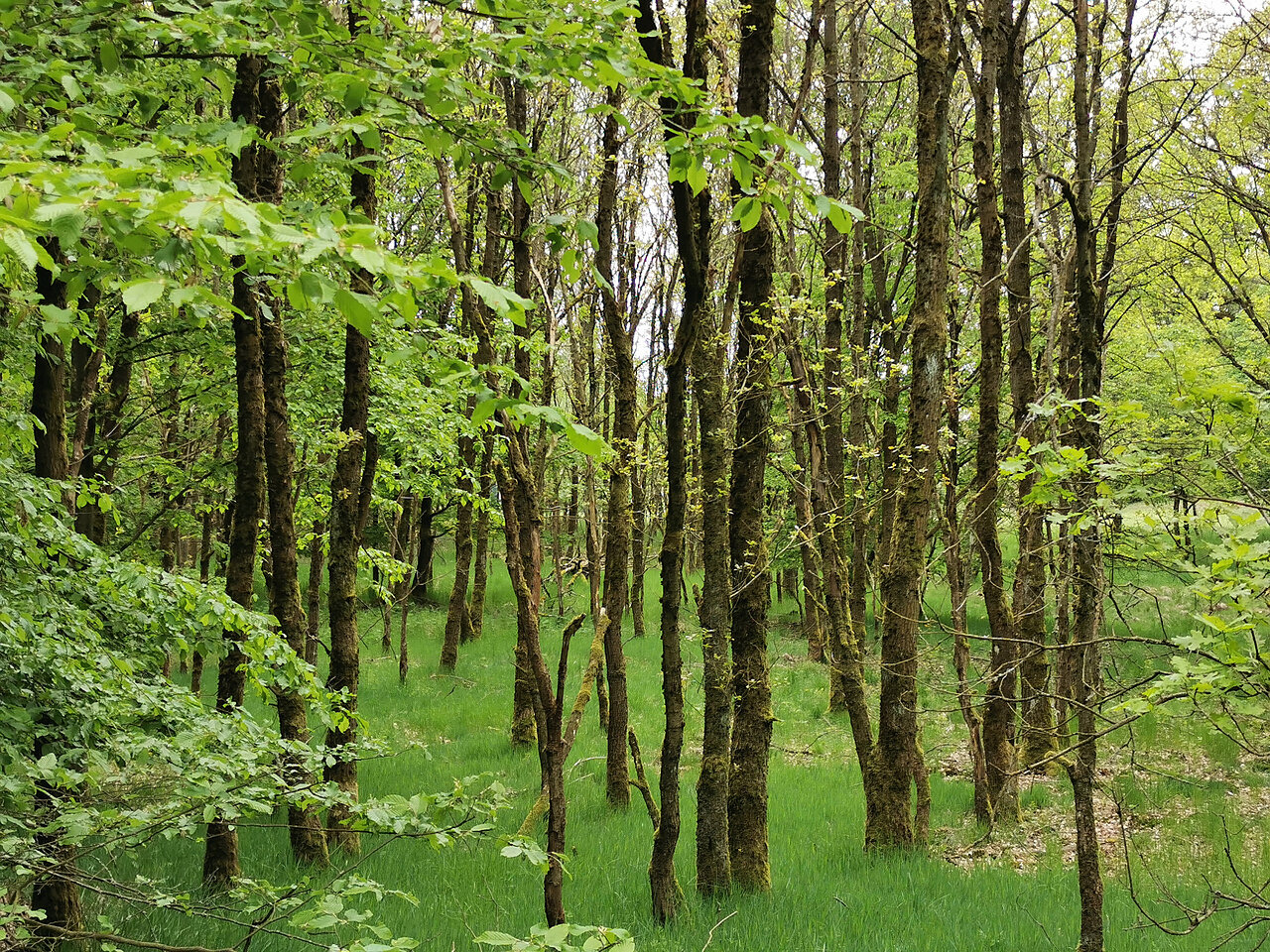 Wald auf der Hagensteinroute